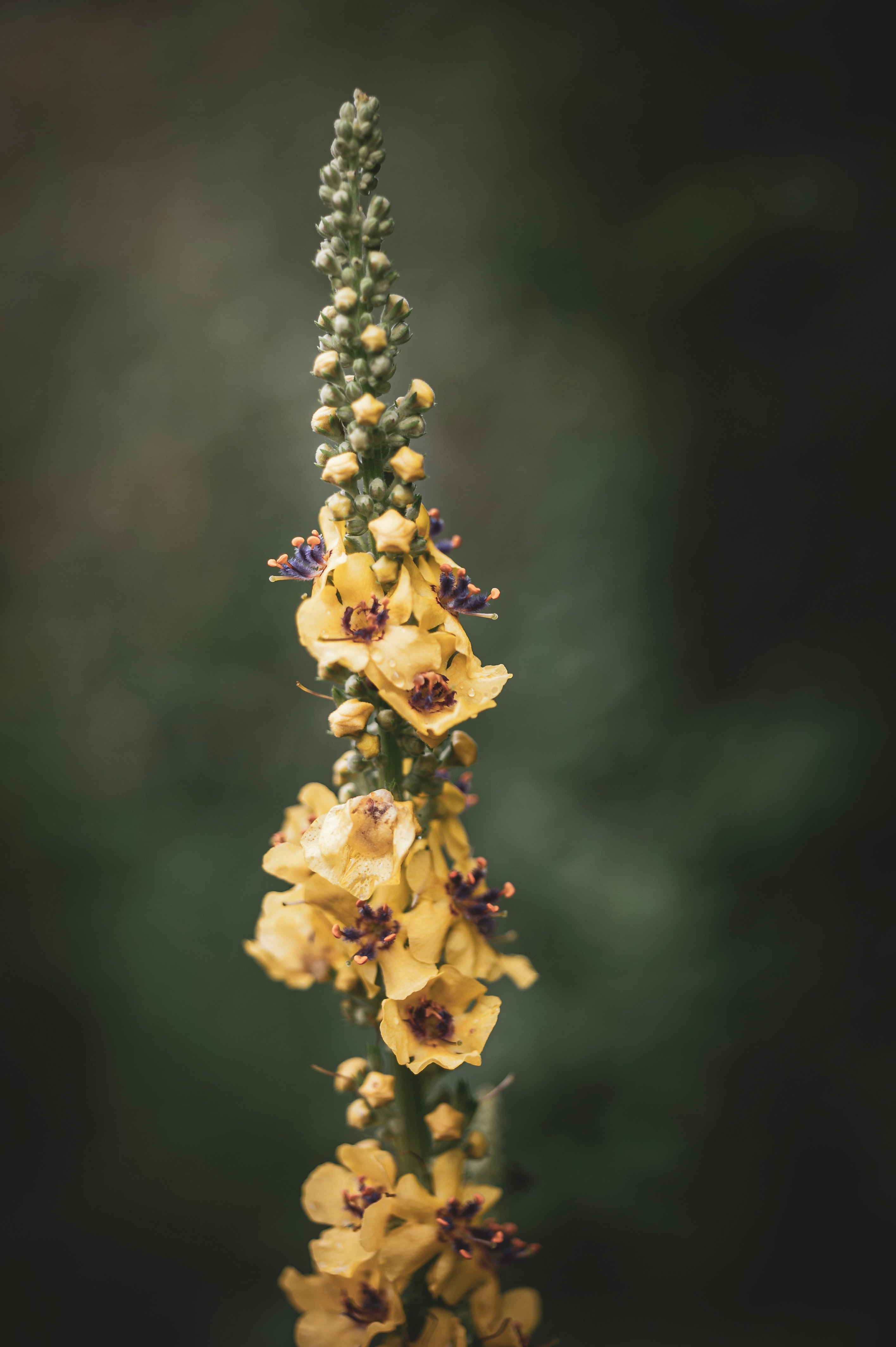 yellow flower in tilt shift lens